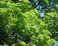 Ambiente: Colucci, 300mila nuovi alberi entro marzo in Lombardia