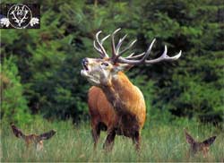 Parco: si apre il fine settimana il censimento al cervo nobile