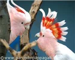 Il Parco dei pappagalli di Latisana festeggia un anno