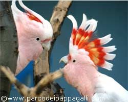 Oltre 10milioni di euro per il parco dei pappagalli di Latisana Oltre 10milioni di euro per il parco dei pappagalli di Latisana