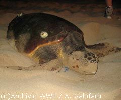 Tempo di schiusa per la Caretta Caretta in Calabria