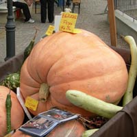 Un piccolo borgo della Toscana diventa capitale della zucca Un piccolo borgo della Toscana diventa capitale della zucca