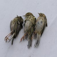 Abbattono fauna protetta e minacciano guardie Wwf Abbattono fauna protetta e minacciano guardie Wwf