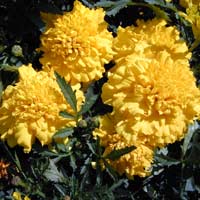 Fiori: per 600milioni di euro, scatta la moda degli esotici