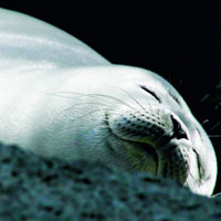 Il sonno negli animali e nell’uomo