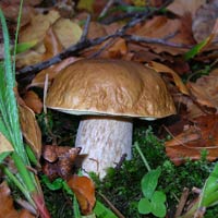Raccolta dei funghi: meno raccoglitori occasionali più formazione Raccolta dei funghi: meno raccoglitori occasionali più formazione
