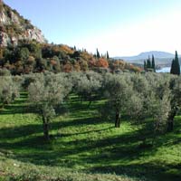 Mosca delle olive: report zona per zona di diffusione in Toscana Mosca delle olive: report zona per zona di diffusione in Toscana