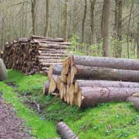 Furto di legname: denunciati due riminesi
