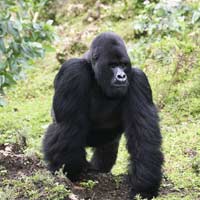 WWF: Virunga piantate 10milioni di alberi per salvare i gorilla