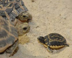 Aquario di Genova: nati 4 nuovi cuccioli i Pyxis arachnoides