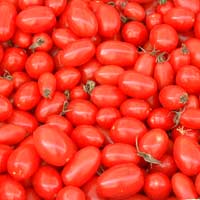 Il ‘pomodoro riciclato Cnr’ sbarca in Canada Il ‘pomodoro riciclato Cnr’ sbarca in Canada