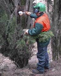 Ecco gli interventi per salvare i cipressi