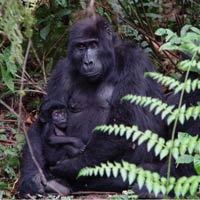 L’Orso, il Lupo e la Nitticora in aiuto del Gorilla del Congo