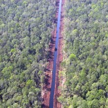 WWF: salvare la foresta equivale a salvare clima e specie
