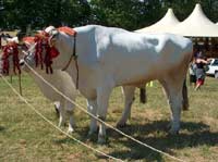 Mostra interprovinciale dei bovini di razza chianina