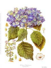 Le piante spontanee del cortonese in natura e ….in biblioteca
