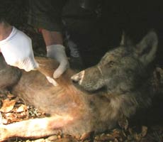 Grande interesse per la cura e la gestione della fauna selvatica