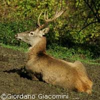 Il più grande censimento d’Italia del cervo in amore