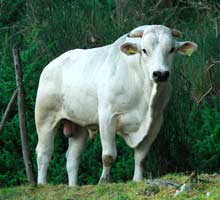 Le sfide della chianina