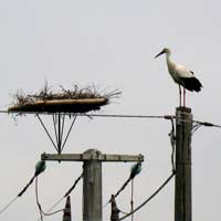 Toscana, la cicogna bianca è tornata nel nuovo nido allestito da Enel