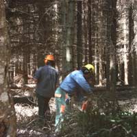 Comunità Montana: Prorogato il periodo di taglio boschivo