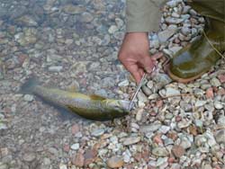 Centinaia di sportivi pronti alla nuova stagione di pesca alla trota