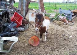 Pisa: sequestro di cavalli maltrattati