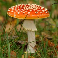 Stagione di funghi, attenti a quelli velenosi