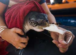 Attivisti di Greenpeace liberano una tartaruga nel pacifico
