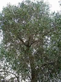 Mosca delle olive: report zona per zona in Toscana Mosca delle olive: report zona per zona in Toscana