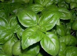 Ultimo minicorso “I tipici ai fornelli”: le erbe aromatiche