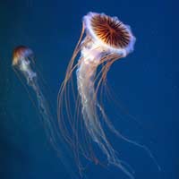 ‘Invasione’ di meduse all’acquario di Genova