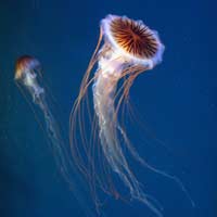 ‘Invasione’ di meduse all’acquario di Genova ‘Invasione’ di meduse all’acquario di Genova