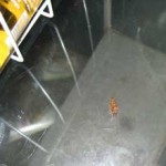 20080729_scarafaggi