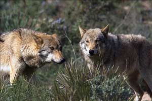 Nelle Foreste Casentinesi … tra cervi, lupi e volontari
