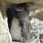 20080814_pinguino_magellano