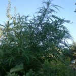 20080830_orto_mariuana