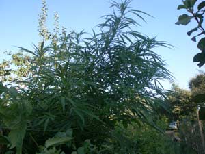 Coltiva marijuana nel giardino arrestato 31enne