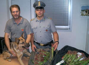 Oltre 27 chilogrammi di Khat sequestrati dalla Guardia di Finanza