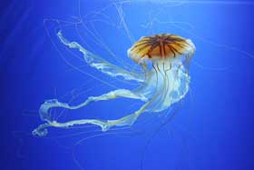 L’acquario segreto si rinnova e svela i misteri delle meduse