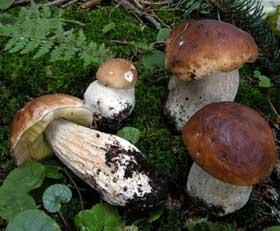 Modificato il regolamento di raccolta funghi nel Parco del Casentino