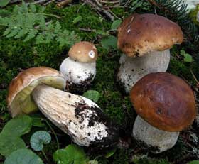Nel parco per ascoltare i bramiti dei cervi e per cercar funghi