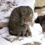 20081027_gatto_selvatico