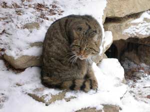 Gatto selvatico e lince: un convegno nel Parco del Casentino