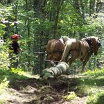 20081114_esbosco_trazione_animale