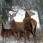20090109_cervi_neve_parco