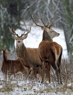 L’impegno del Parco per la fauna selvatica