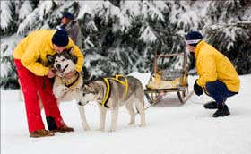 Neve e cani da soccorso, a Campiglia il XVII raduno