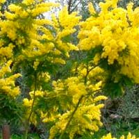 Festa della donna, da Federfiori-Confcommercio il no alle mimose “abusive”