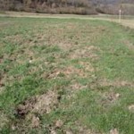20090320_raccolti_cinghiali